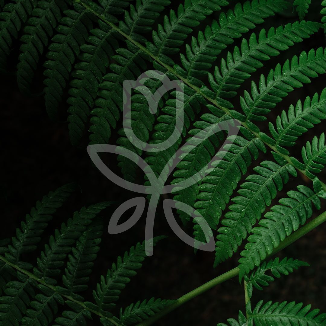 Redesenhamos-o-logotipo-da-@paraisodasflores.floricultura-e-o-resultado-ficou-sensacional-branding-logotipo-processocriativo-1